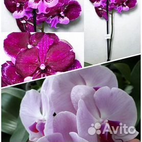 Фласка орхидей Hot Kiss*Розовую