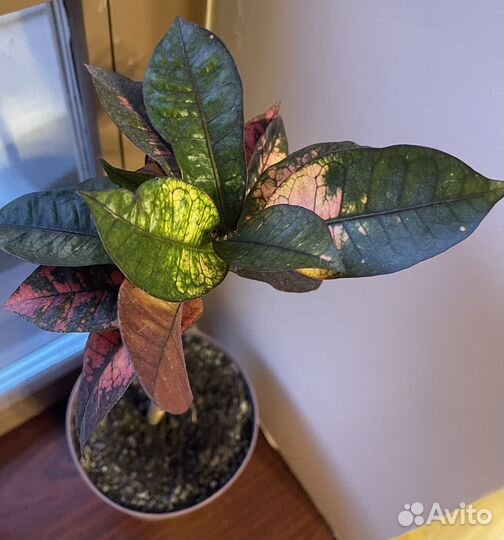 Кротон и другие растения