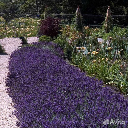 Лаванда узколистная саженец
