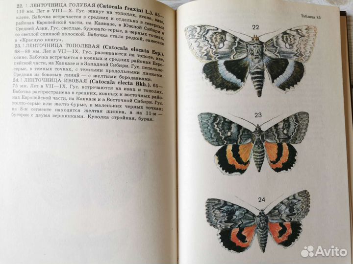Атлас-определитель бабочек