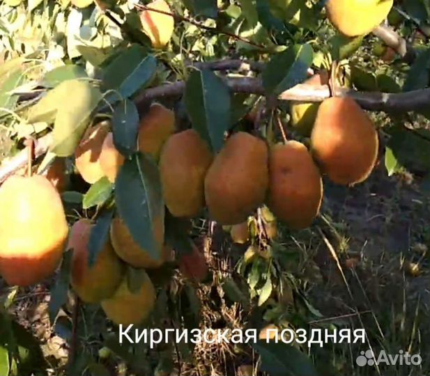 Груша саженцы