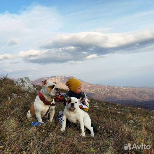 Английский бульдог