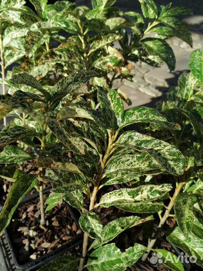 Вечнозеленые деревья и кустарники