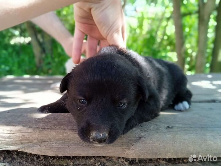 Щенки бесплатно