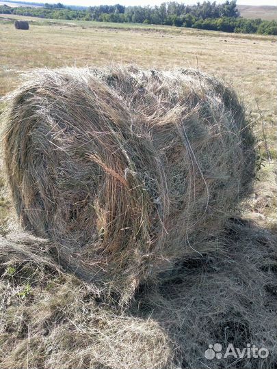 Сено сено эспарцет