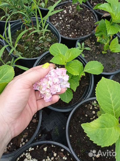 Гортензия Бесконечное лето (Endless Summer