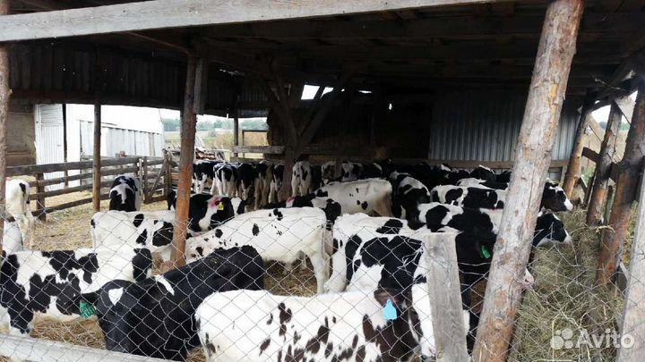 Телята - Бычки