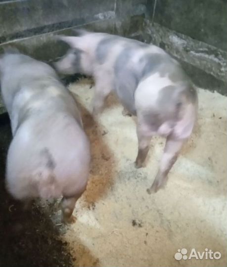 Поросята Дюрок и Пьетрен на племя чистокровные