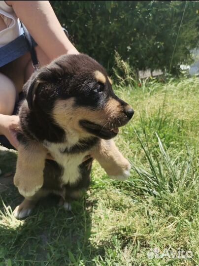 Собака в добрые руки щенок