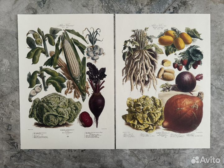 Репродукция. Овощи 3. Европа