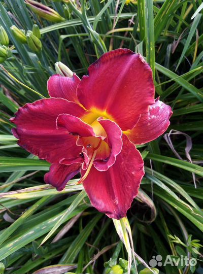 Лилейники (саженцы)