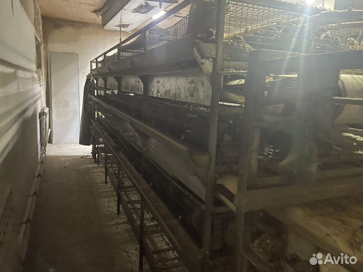 Клетка для перепелов