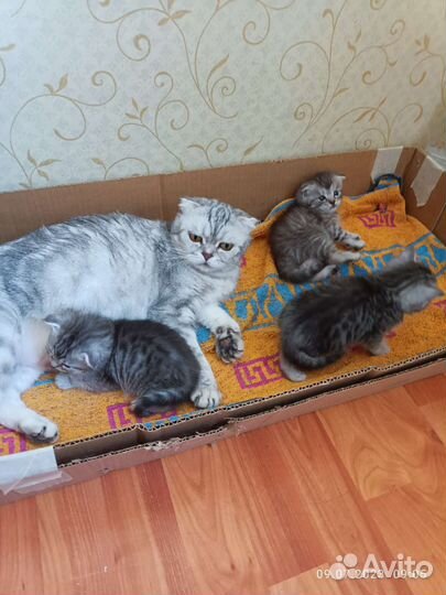 Шотландская