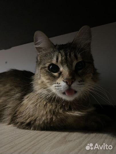 Отдам в добрые руки