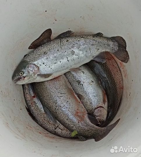 Форель живая