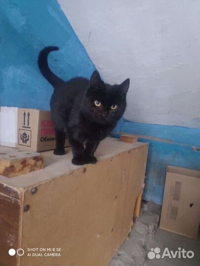Черный котенок (мальчик)