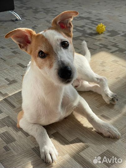 Джек рассел