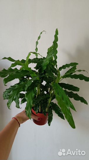 Калатея бьюти стар