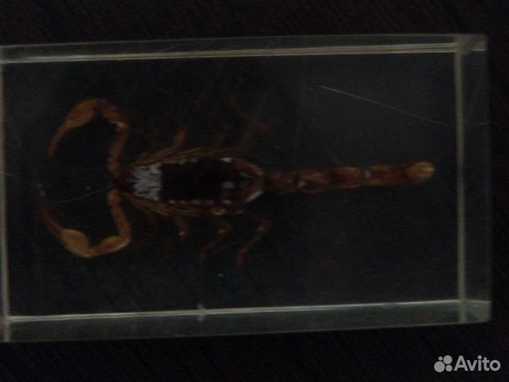 Скорпион запечатаный(коллекционный)