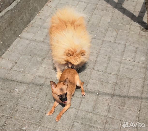 Мальчишка в добрые руки