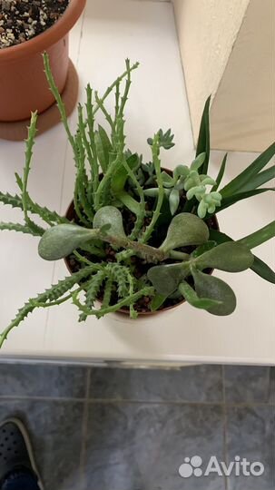 Кактусы и суккуленты/Комнатные растения