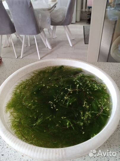 Аквариумные растения