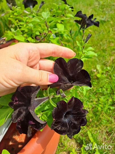 Петуния Дебонэйр Блек Черри черная