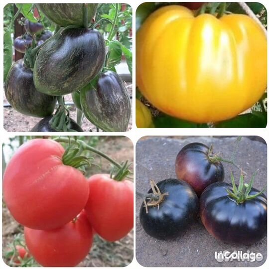 Семена коллекционных томатов и перцев