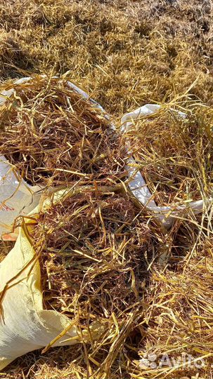 Солома овсянная