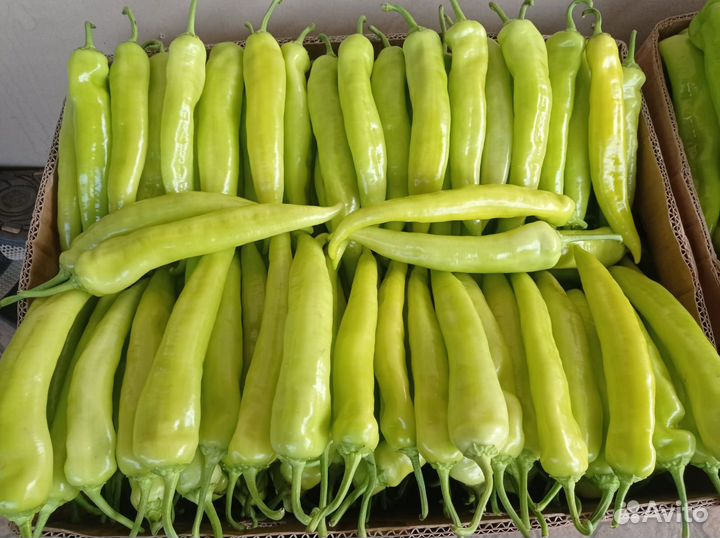 Продаю перец очень острый, цена договорная