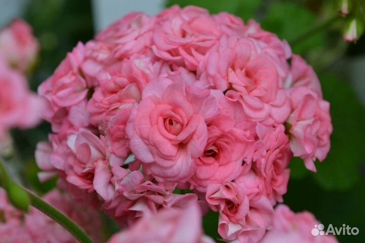 Пеларгония