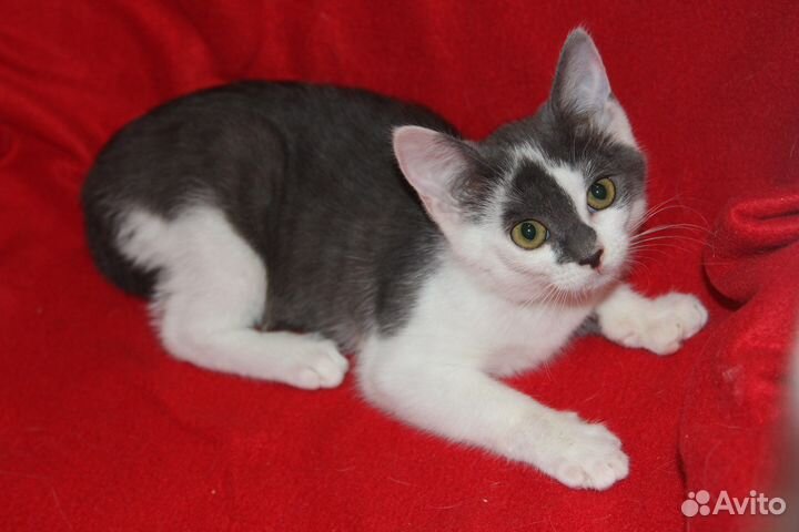 Котенку негде жить