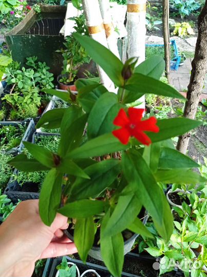 Лихнис Везувий