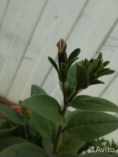 Петуния тайдал