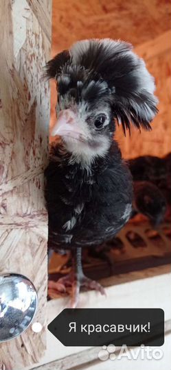 Яйцо, цыплята, куры несушки, петухи