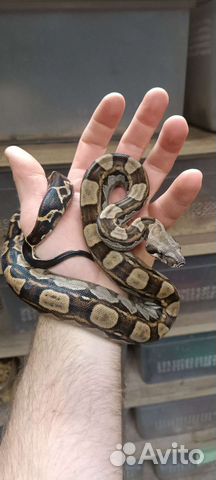 Императорский удав