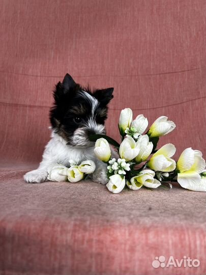 Щенки бивер