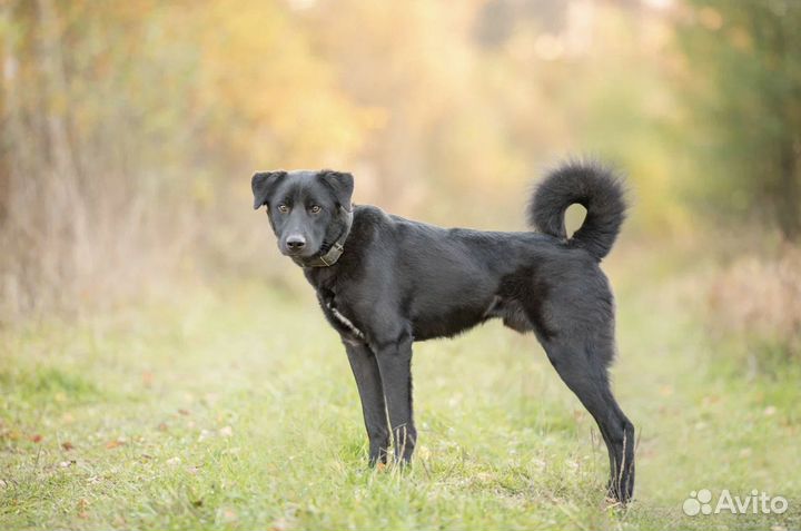 Собака из приюта