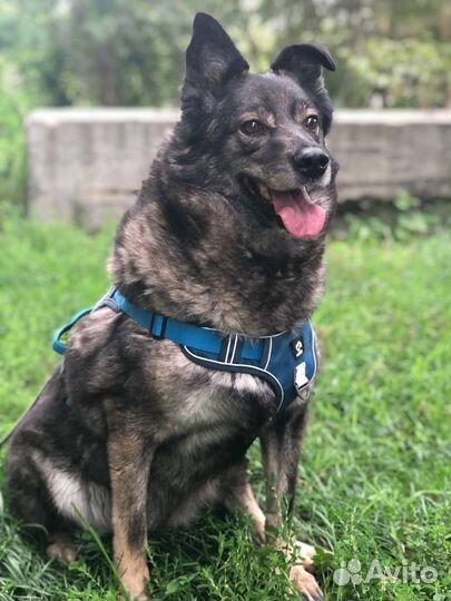 Собака 8 лет не выходила гулять