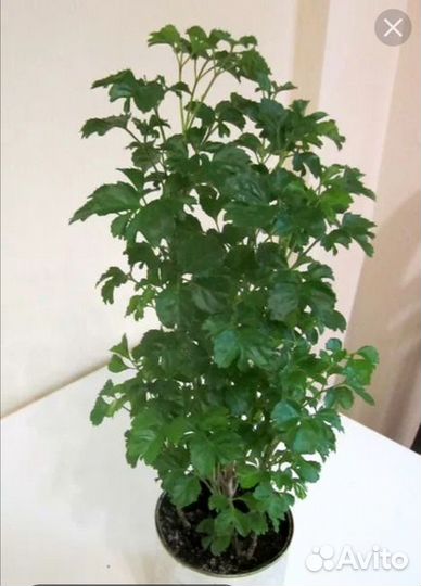 Полисциас. Остался 1 шт