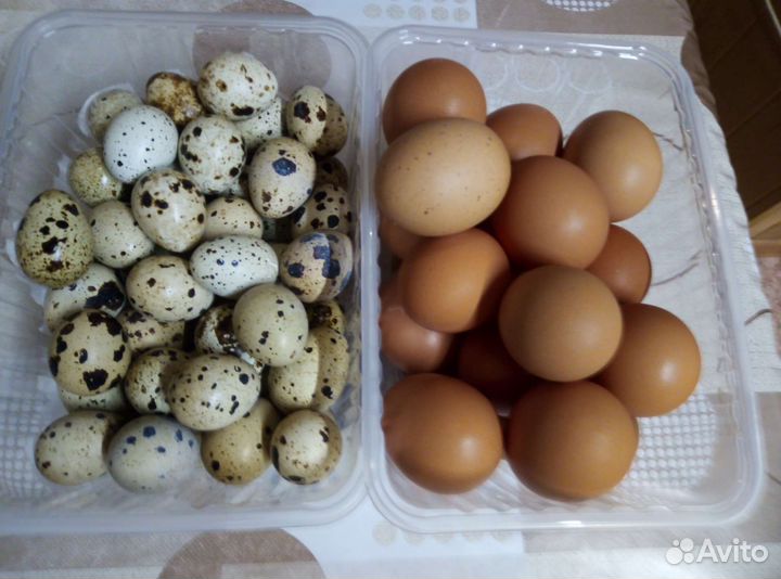 Яйца куриные и перепелиные