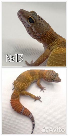 Эублефар малыши