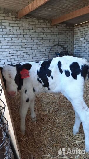 Телята бычки