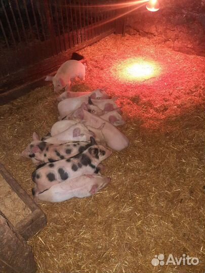 Поросята помеси ландрас дюрок