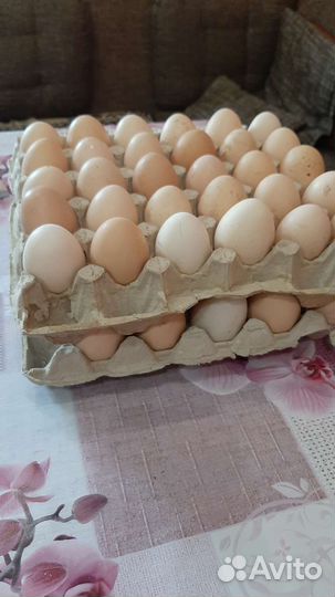 Домашние куриные яйца