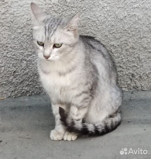 Кошки в добрые руки