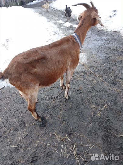 Дойная. нубийская коза