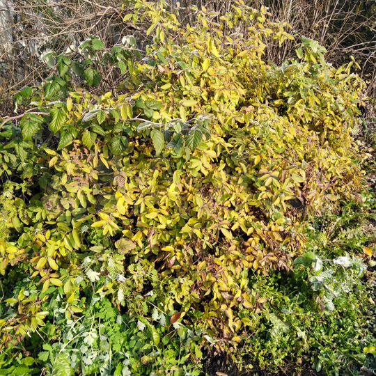 Участок 6,5 сот. (СНТ, ДНП)