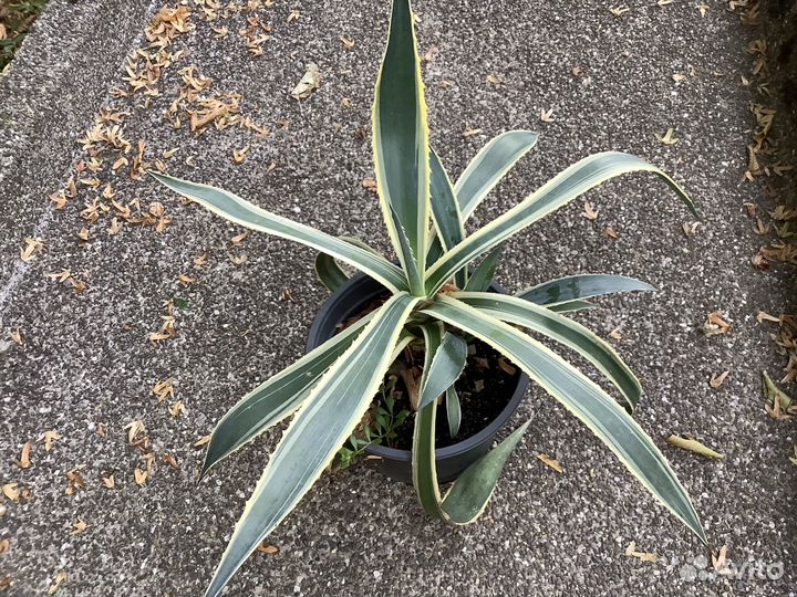 Агава пальма олеандр алоэ юкка