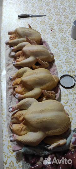 Домашние куры бройлеры